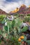 Blooming cacti, Zion National Park, Utah