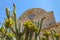 Blooming cactus against the backdrop of the Cathedral