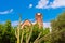 Blooming cactus against the blue sky and church Ermita Mare de Deu de la Riera, Tarragona, Catalunya, Spain