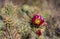 Blooming Cactus Along a Hiking Trail in Southern California