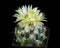 Blooming cactus Coryphantha