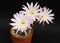 Blooming cactus Echinopsis Hybrid on dark background