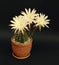 Blooming cactus Echinopsis Hybrid on dark background, toned