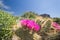 Blooming cactus flowers