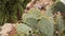 Blooming cactus. Flowers on the cactus