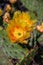 Blooming cactus. Large yellow flowers