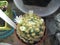 Blooming Cactus Mammillaria Shiedeana, Close Up