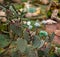 Blooming cactus Opuntia decumben or Decumbens cactus with un blooming buds of flowers