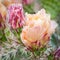 Blooming Cactus (Opuntia polyacantha