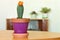 Blooming cactus plant in a flowerpot and other indoor flowers