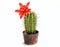 Blooming Cactus With Purple Flower