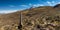 Blooming cactus at the slope of the Tunupa volcano