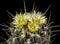 Blooming cactus Thelocactus