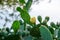 Blooming cactus in the wild nature