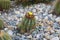 Blooming cactus yellow Ferocactus schwarzii