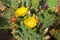 Blooming Cactuses Cactaceae Opuntia