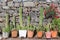 Blooming cactuses in flower pots before a wall