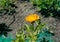 Blooming calendula flower