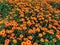 Blooming calendula flowers in the fields