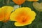 Blooming California poppies  after the rain