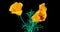 Blooming California Poppy Flowers. Eschscholzia californica. Bright and airy on a black background. Time lapse