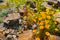 Blooming californian poppy garden