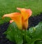 Blooming Callas