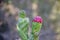 Blooming callas with the arrival of spring