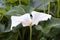 Blooming callas with the arrival of spring