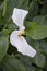 Blooming callas with the arrival of spring