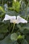 Blooming callas with the arrival of spring