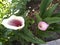 Blooming callas in the open ground