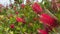 Blooming Callistemon flowers. Beautiful red flowers resembling brushes. 4K
