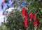 Blooming Callistemon viminalis in spring