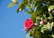 Blooming camellia bush on a background of blue sky. Red camellia japanese in bright sunlight