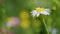 Blooming camomile in green field in spring meadow. Flowers blossoming. Matricaria Recutita L.