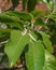 Blooming Cananga odorata Ylang-ylang flower or tropical perfume tree