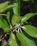 Blooming Cananga odorata Ylang-ylang flower or tropical perfume tree