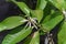 Blooming Cananga odorata Ylang-ylang flower or tropical perfume tree