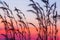 Blooming cane flowers blowing in the wind against sunset sky