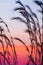 Blooming cane flowers blowing in the wind against sunset sky