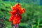 Blooming canna indica flower. Beautiful photograph of a red Canna flower. Scientific Name: Canna Assaut