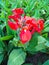 Blooming canna lily on flowerbed