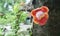 Blooming cannon ball tree, this flower`s scientific name is couroupita guianensis