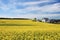 Blooming canola field