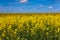 Blooming canola field and blu sky with white clouds