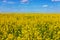 Blooming canola field and blu sky with white clouds