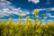 Blooming canola field and blu sky with white clouds