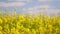 Blooming canola field. Tranquility harmony.