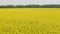 Blooming canola field. Tranquility harmony.